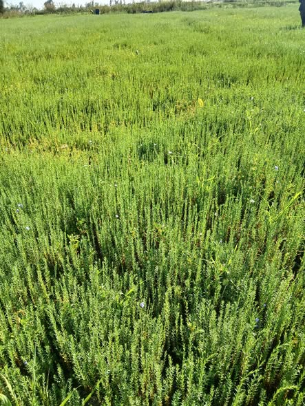 عايز حاجه ارشها للكتان